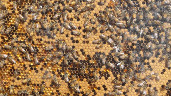 Panal de abejas suecas. Foto R.Puig
